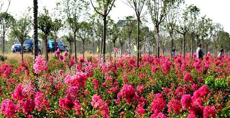 品質紫薇樹苗批發，打造園林綠化的亮麗風景